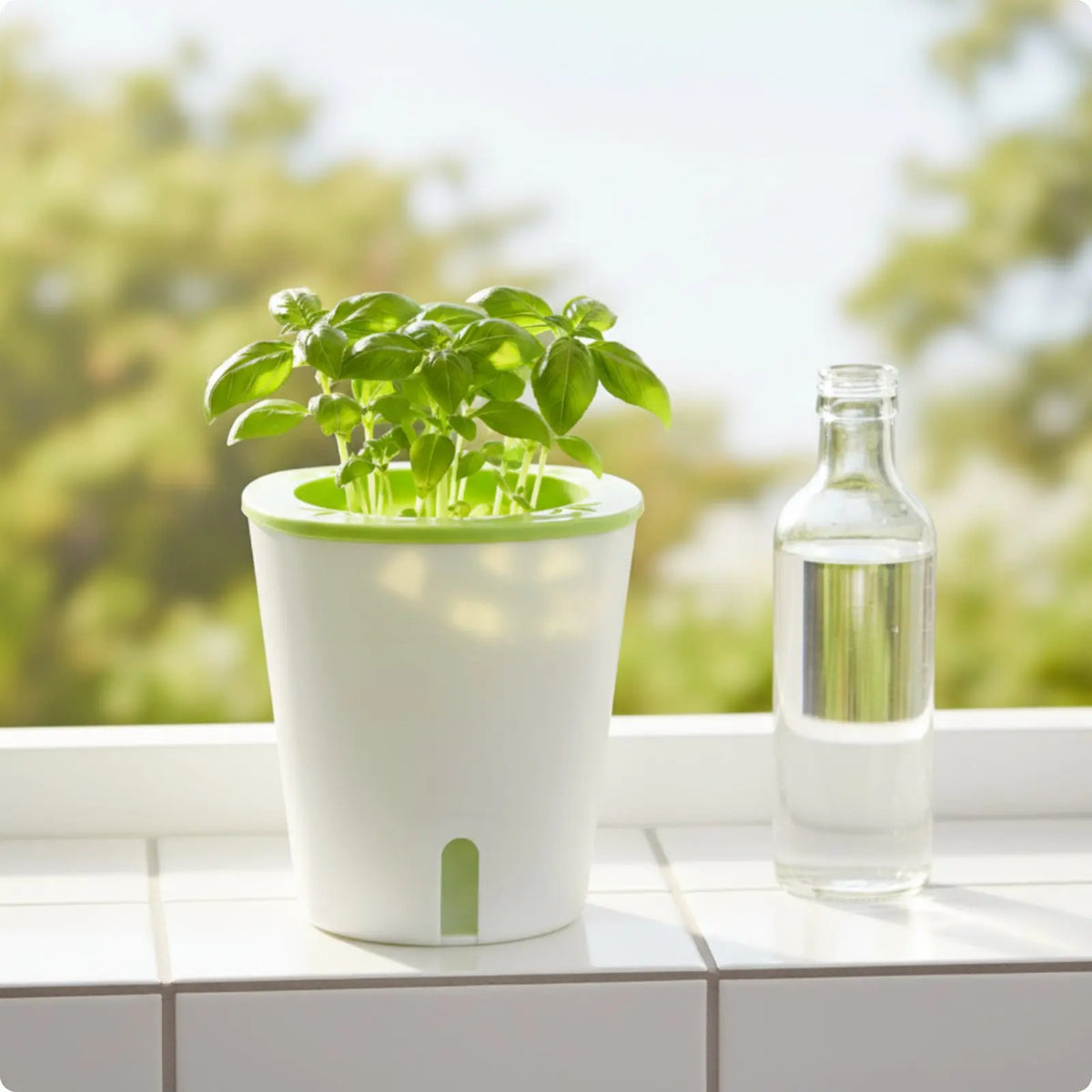 Self-Watering Planter with Reservoir