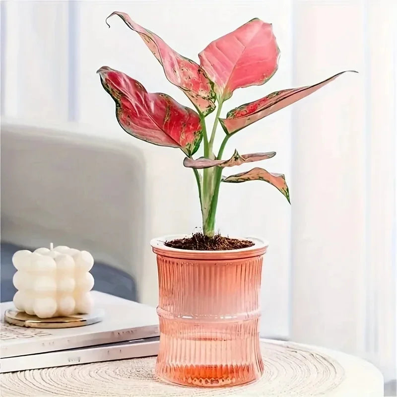 Transparent Self-Watering Office Planter