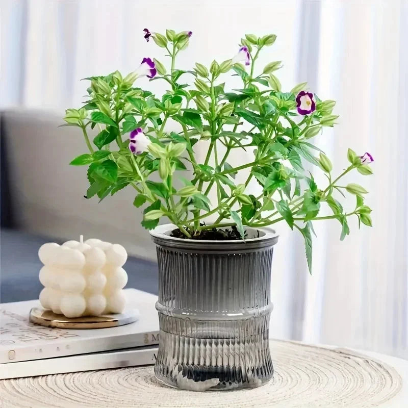 Transparent Self-Watering Office Planter
